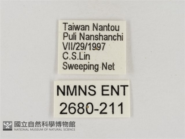 淡褐脈粉蝶藏品圖，第3張
