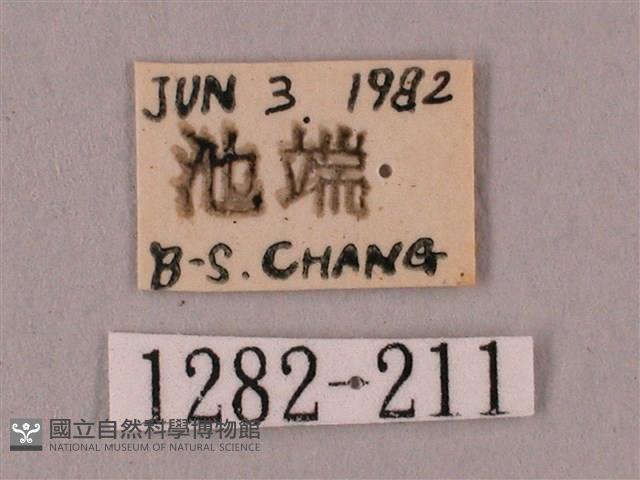 桃紅六點天蛾藏品圖，第3張