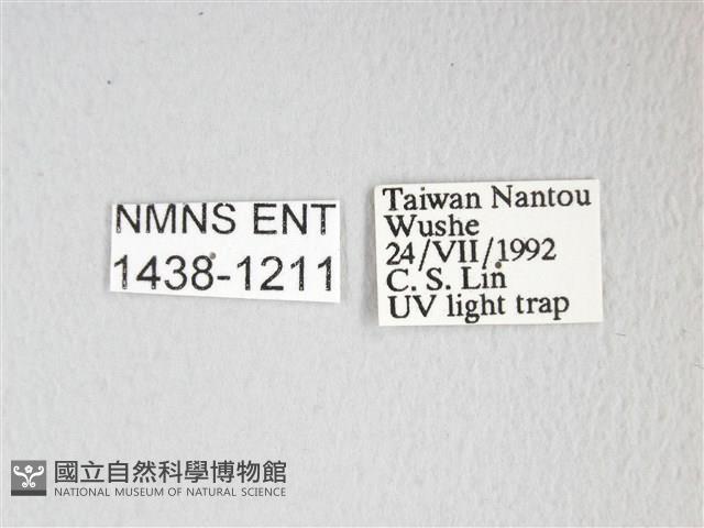 圓翅大鉤蛾藏品圖，第3張