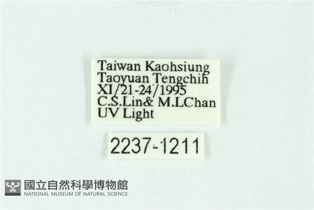 三條橙燈蛾藏品圖，第3張