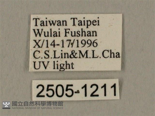 棕綠背線天蛾藏品圖，第3張