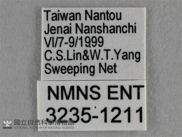 波灰蝶藏品圖，第3張