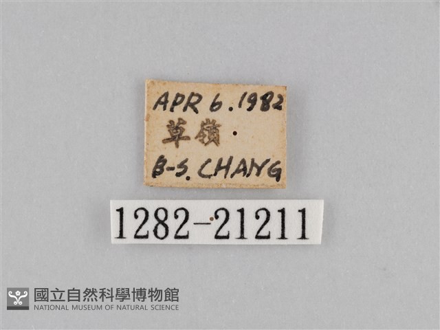 密紋波眼蝶藏品圖，第3張