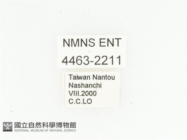 臺灣小綠花金龜藏品圖，第2張