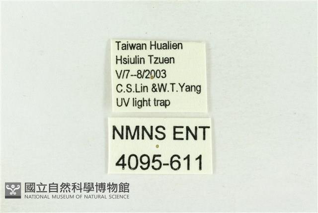 棍棒污燈蛾藏品圖，第3張