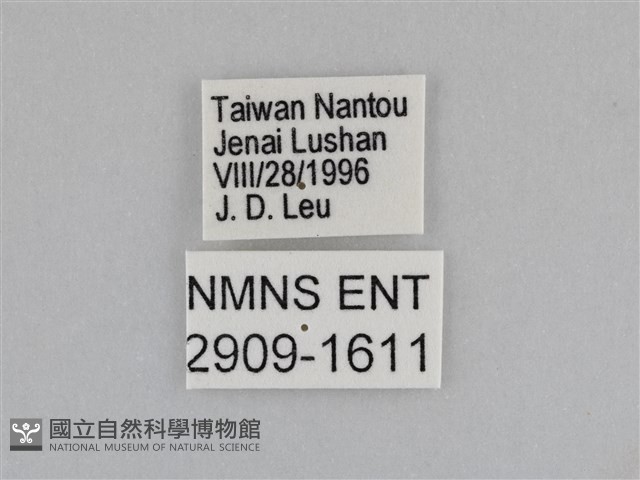 紫帶眉眼蝶藏品圖，第3張