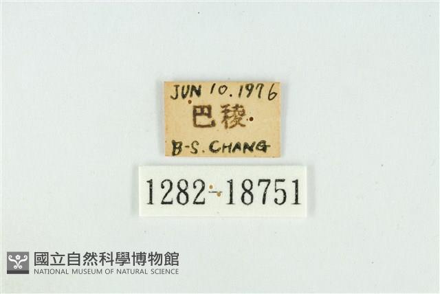 霧社翠灰蝶藏品圖，第3張