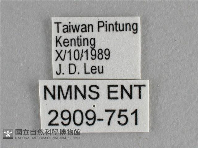 異色尖粉蝶藏品圖，第3張