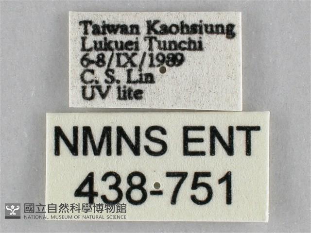 橙擬燈蛾藏品圖，第3張