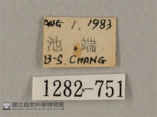 鬼臉天蛾藏品圖，第3張