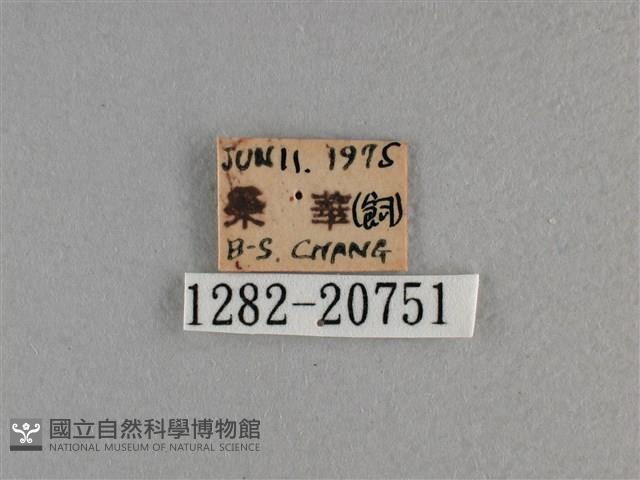 竹橙斑弄蝶藏品圖，第3張