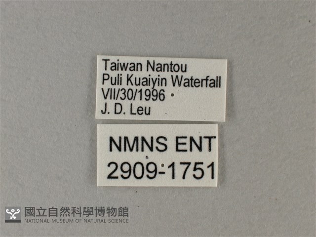 異紋帶蛺蝶藏品圖，第3張
