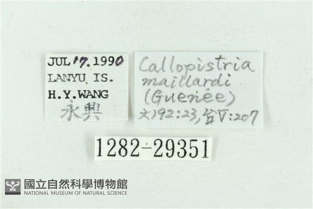 粉紅帶散紋夜蛾藏品圖，第3張