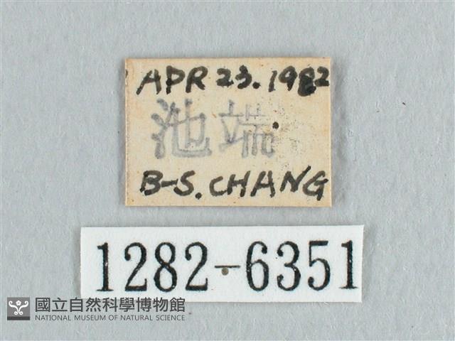 銀端帶鉤蛾藏品圖，第3張