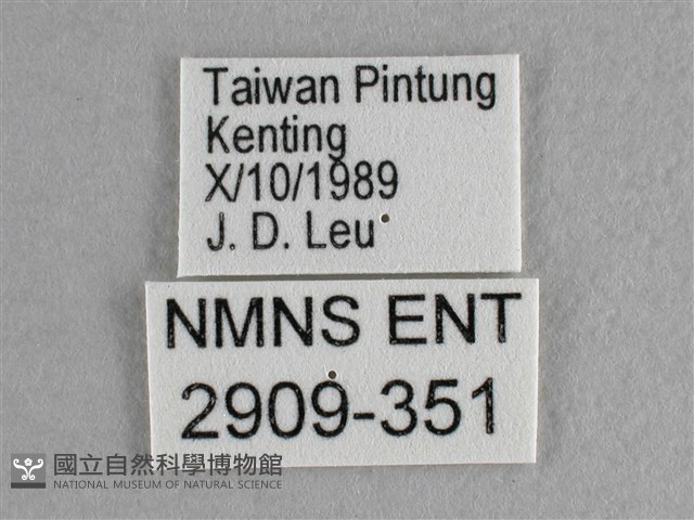 異色尖粉蝶藏品圖，第3張