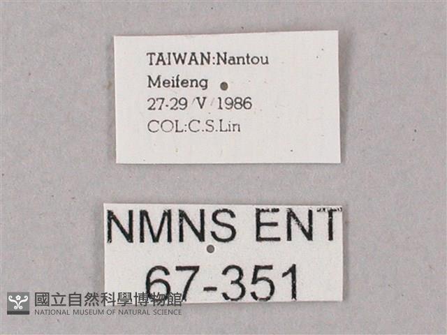 綠背斜紋天蛾藏品圖，第3張