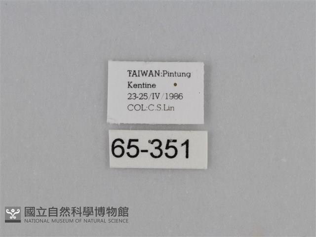 亮色黃蝶藏品圖，第3張