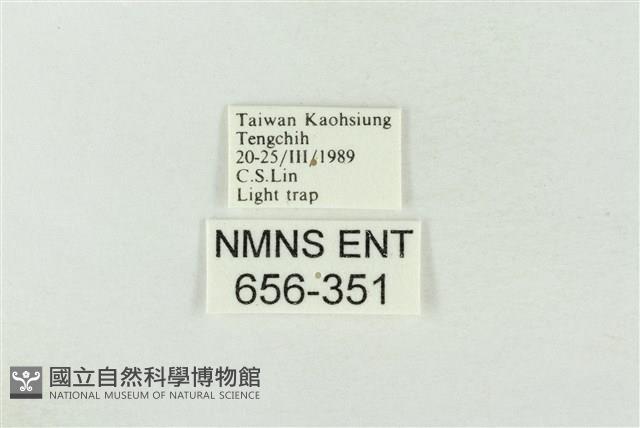 連珠波紋蛾藏品圖，第3張