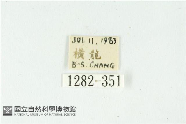 白斑散紋夜蛾藏品圖，第3張