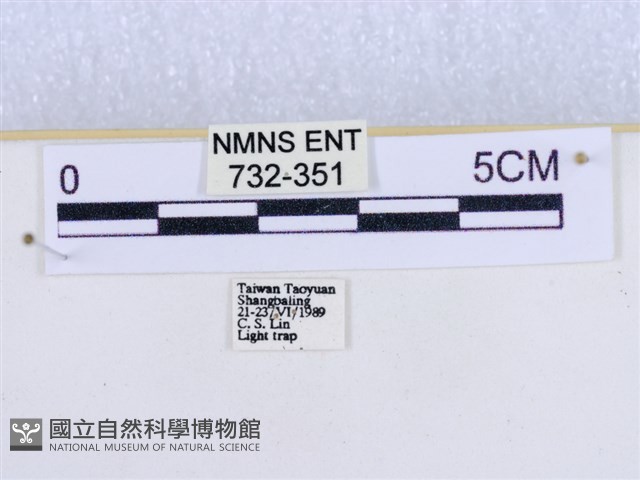 粉蝶燈蛾藏品圖，第3張