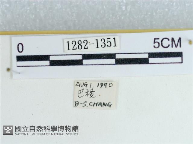 粉蝶燈蛾藏品圖，第3張