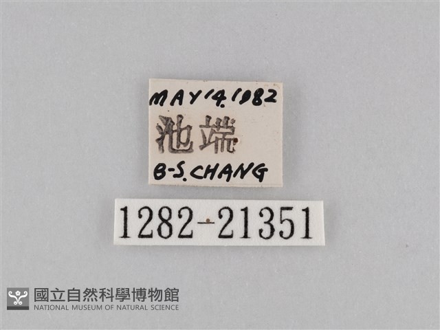 密紋波眼蝶藏品圖，第3張