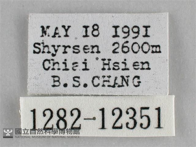 雙峰霜尺蛾藏品圖，第3張