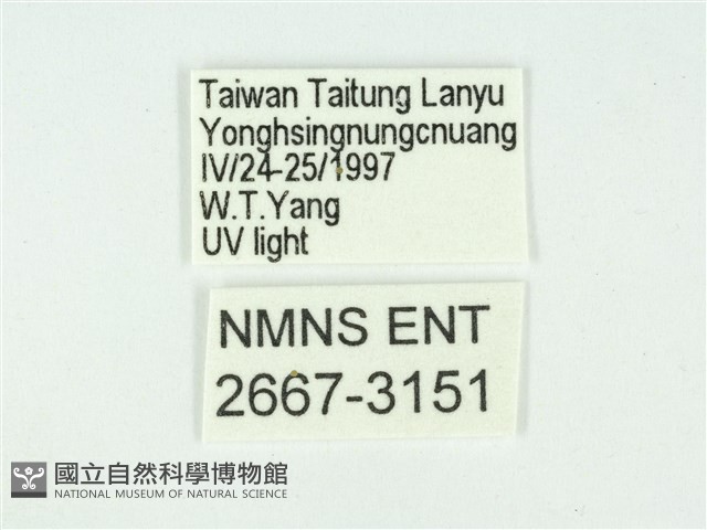 叉紋閃舞蛾藏品圖，第3張