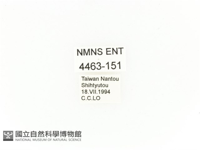 小扇角金龜藏品圖，第2張