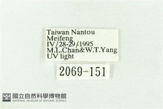 棍棒污燈蛾藏品圖，第3張