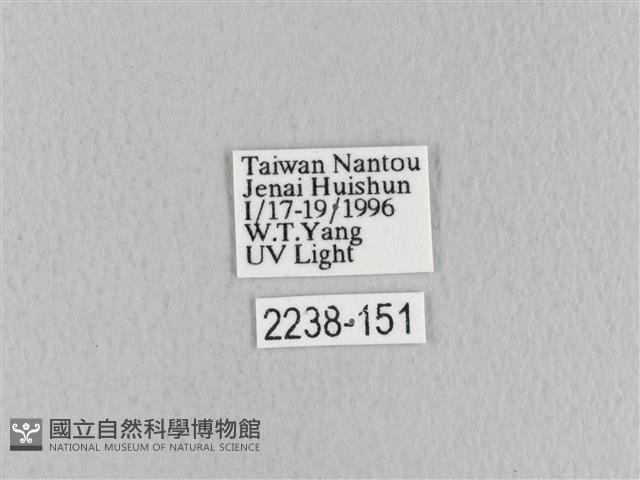 青枯葉蛾藏品圖，第3張