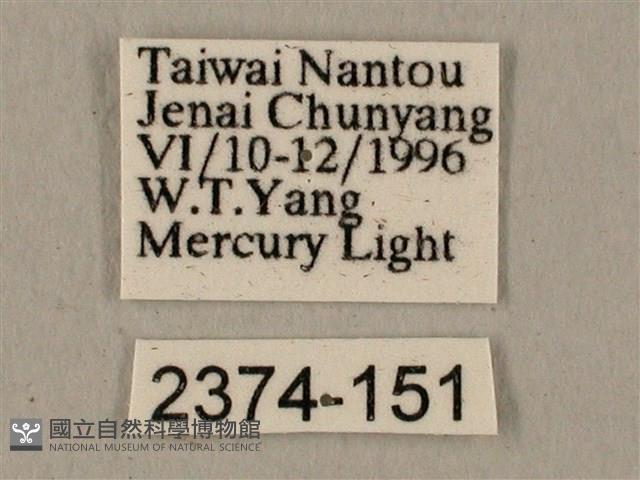 全緣缺角天蛾藏品圖，第3張