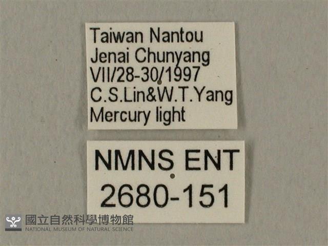 蝦殼天蛾藏品圖，第3張