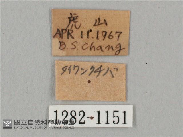 黑角六點天蛾藏品圖，第3張