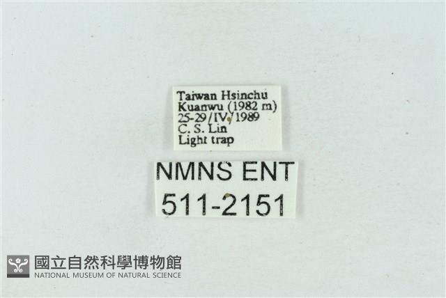 臺雪苔蛾藏品圖，第3張