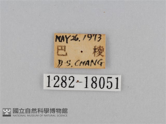 江崎波眼蝶藏品圖，第3張