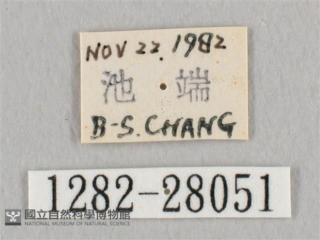 鉛斑帶鉤蛾藏品圖，第3張