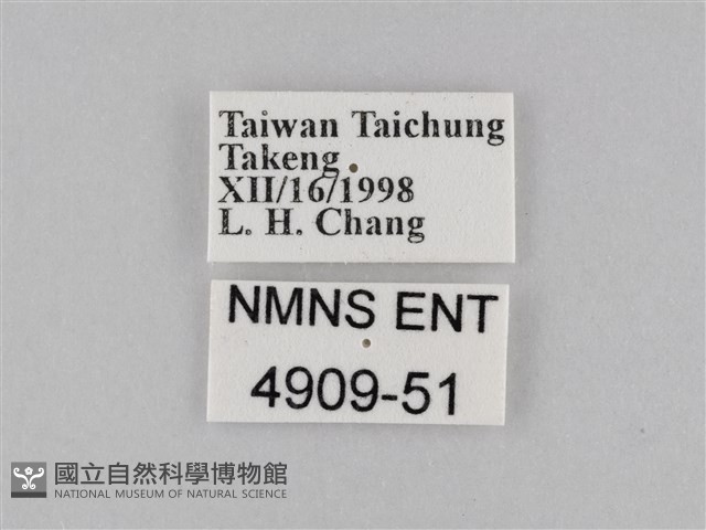 密紋波眼蝶藏品圖，第3張