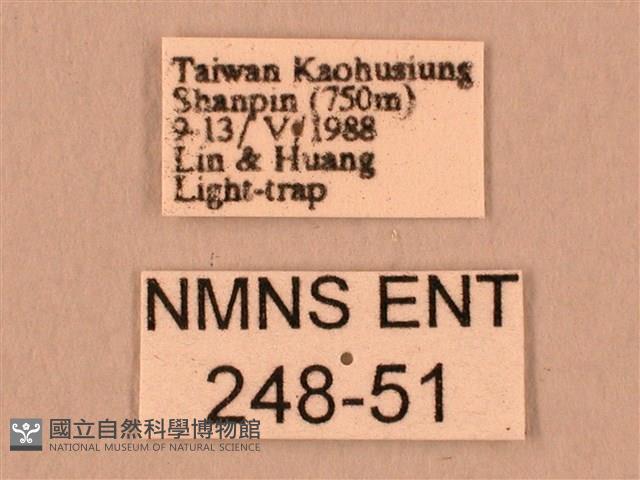 暗綠白腰天蛾藏品圖，第3張