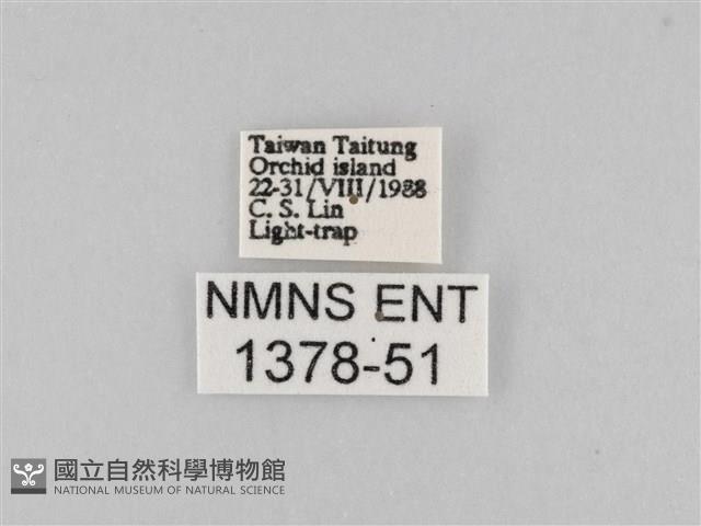 斜紋夜盜蛾藏品圖，第3張