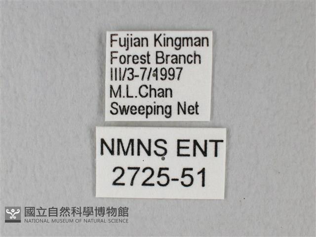 緣點白粉蝶藏品圖，第3張