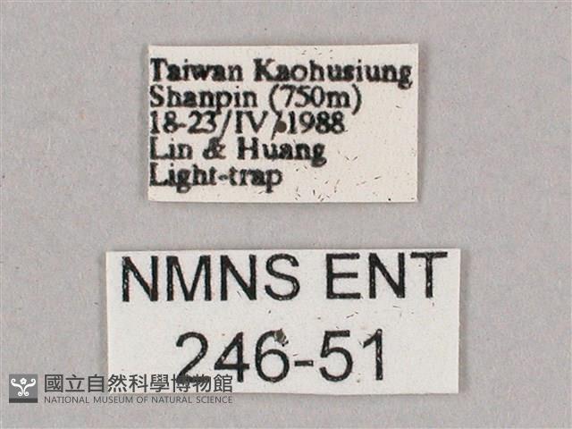 細斜紋霜天蛾藏品圖，第3張