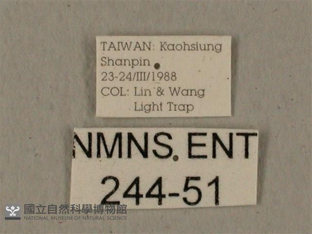 全緣缺角天蛾藏品圖，第3張