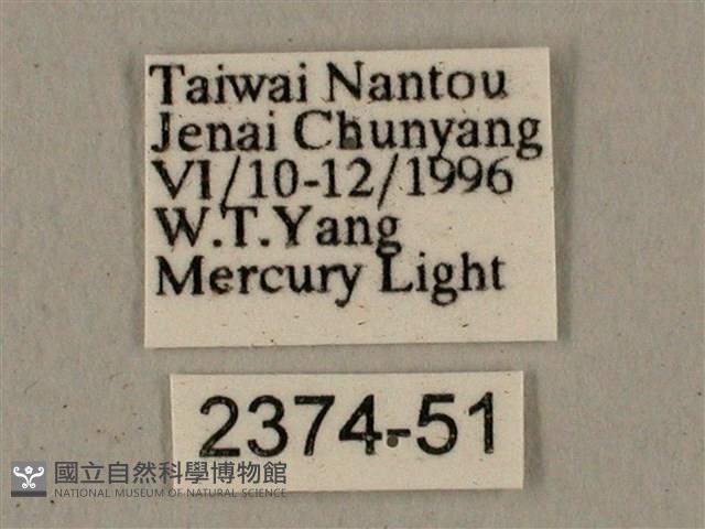 全緣缺角天蛾藏品圖，第3張