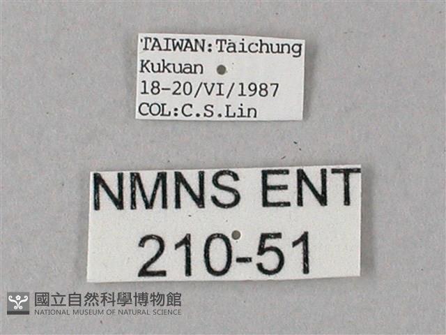 藏斜紋天蛾藏品圖，第3張