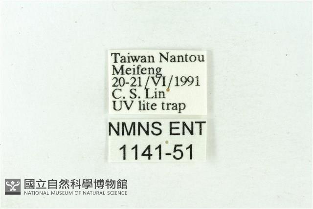 赭新污燈蛾藏品圖，第3張