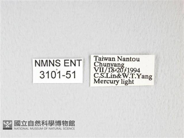 黃豹天蠶蛾藏品圖，第3張