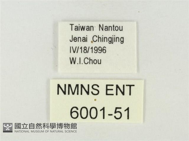 燕尾紫灰蝶藏品圖，第3張