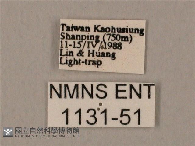 裂斑鷹翅天蛾藏品圖，第3張