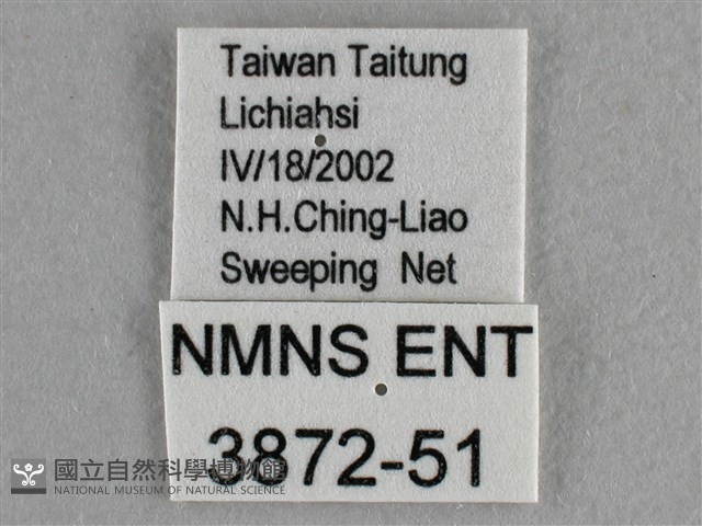 異色尖粉蝶藏品圖，第3張